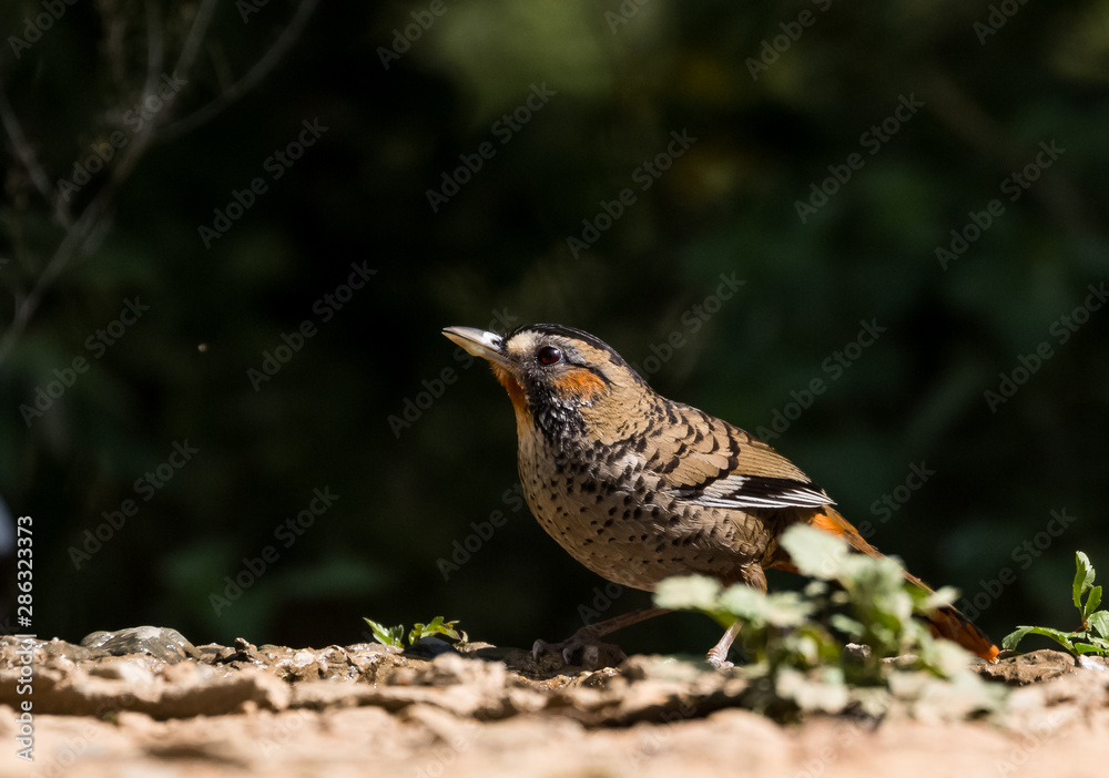 Rufous Chinned Laughing Thrush searching food in Sattal Rufous Chinned Laughing Thrush searching food in Sattal