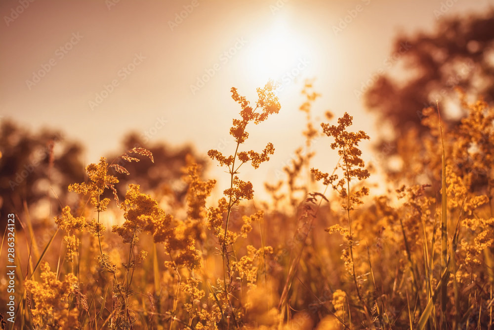 Summer meadow flowers, grass and trees in backlight at sunset. Picturesque background in warm colors