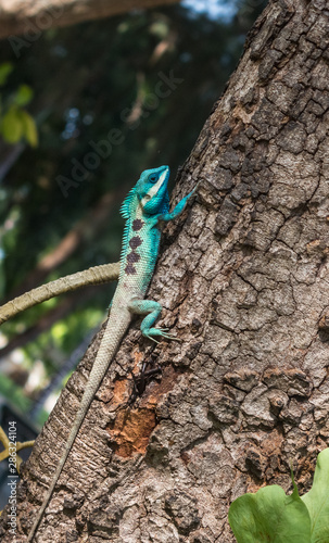 Male lizards colorful in thailand