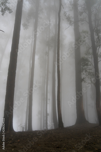 Fog in cloud forest black and white Sri Lanka stock photo © LisaB