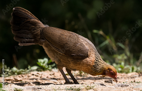 Jungle Fowl Female ortrait shoot with green background in the jungles of Sattal while searching for food photo