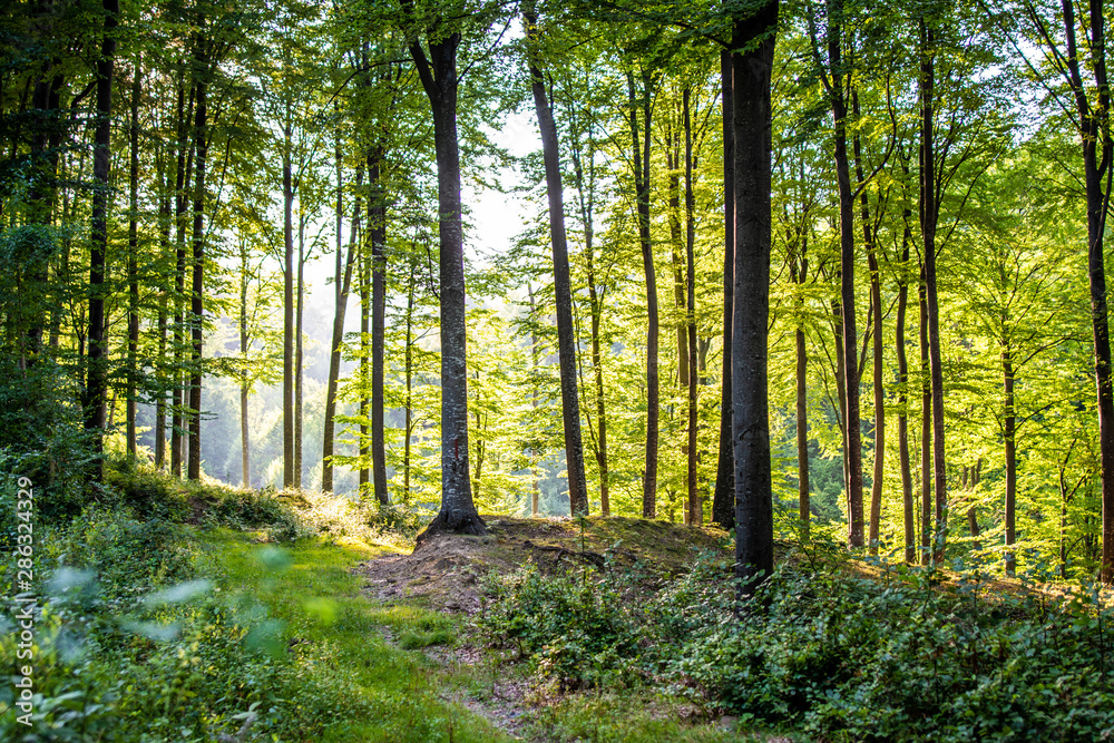 Fototapeta premium light in the forest