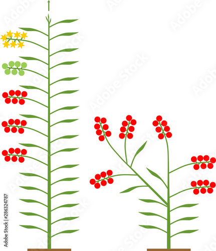 Determinate and indeterminate tomato plants with green leaf and red tomatoes isolated on white background