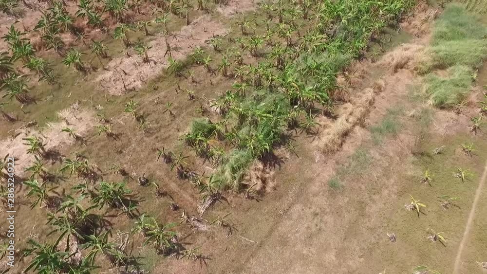Banana Plantation from above on Koh Paen Banana Plantation from above on Koh Paen
