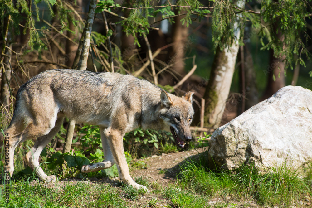 Fototapeta premium Wolf durchstreift Wildpark Grünau im Almtal