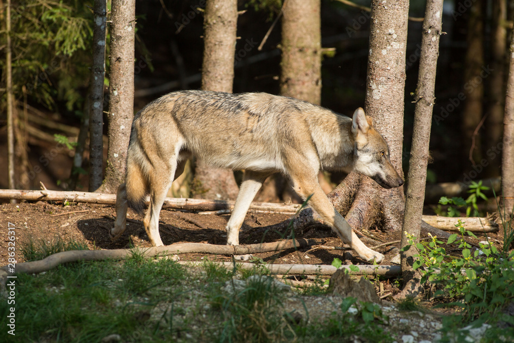 Wolf durchstreift Wildpark Grünau im Almtal Wolf durchstreift Wildpark Grünau im Almtal