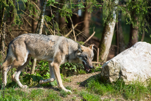 Wolf durchstreift Wildpark Gr  nau im Almtal
