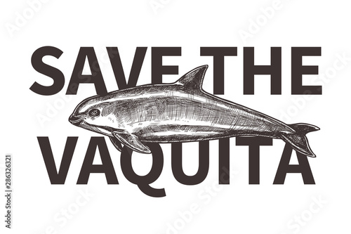 Badge for International day save the vaquita. Color emblem with hand drawn sketch Gulf of California harbor porpoise. Protection of wildlife and endangered species