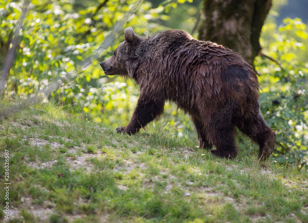 Braunbär im Wildpark Grünau im Almtal