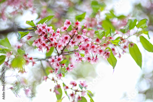 Thailand cherry blossom
