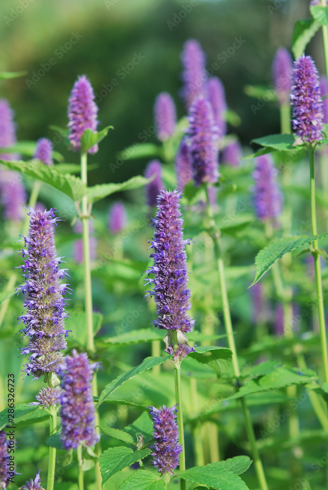 Flowers of Lophantus anisatus Flowers of Lophantus anisatus