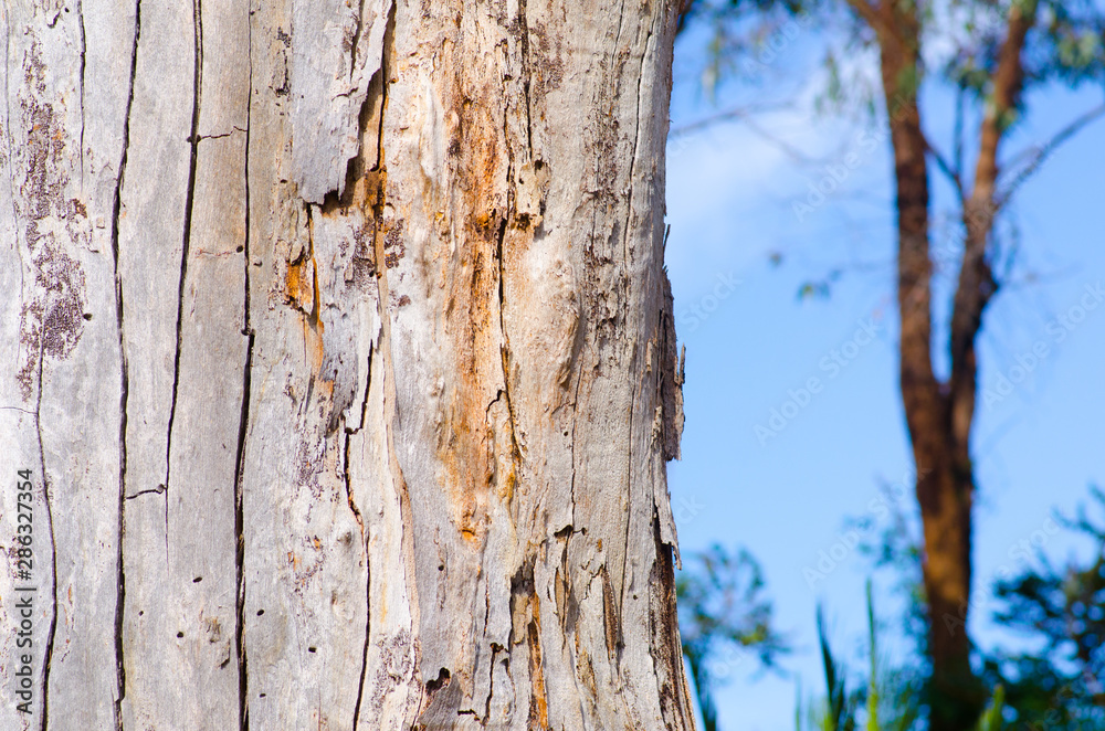Close up gumtree bark pattern Australia Close up gumtree bark pattern Australia