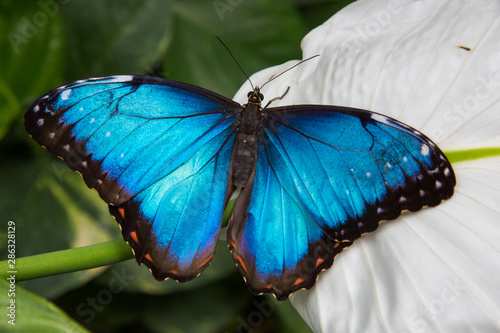 Blauer Morphofalter (Morpho peleides) 