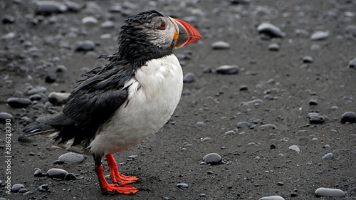 Obraz na plátně Macareux moine qui se fait sécher sur la plage de Reynisfjara en Islande