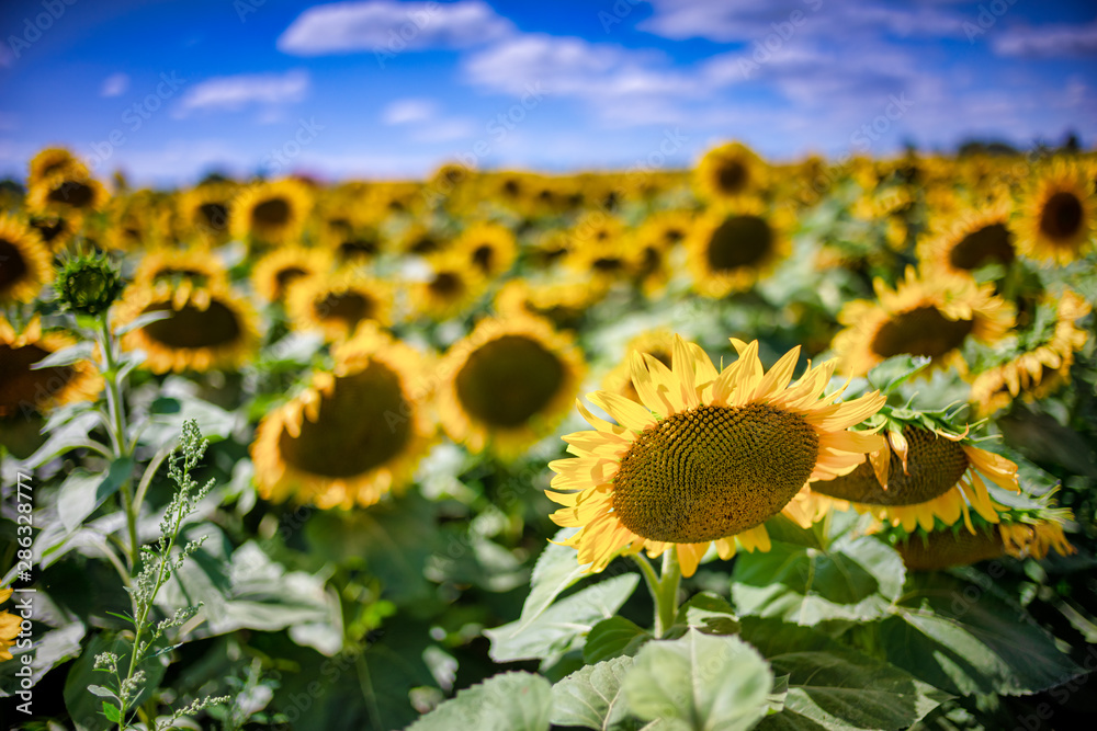 Fototapeta premium Gorgeous natural Sunflower landscape, blooming sunflowers agricultural field, cloudy blue sky