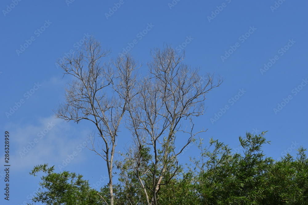 dead tree under sky dead tree under sky