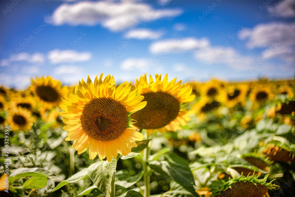 Gorgeous natural Sunflower  landscape, blooming sunflowers agricultural field, cloudy blue sky