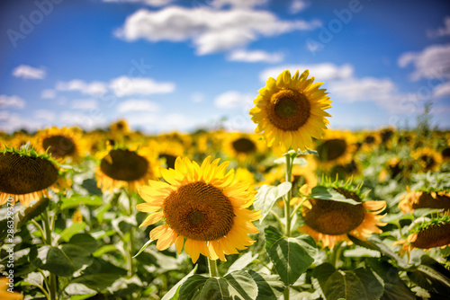 Gorgeous natural Sunflower  landscape  blooming sunflowers agricultural field  cloudy blue sky