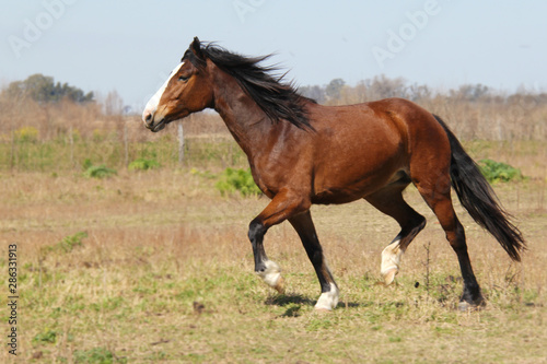 Yegua corriendo