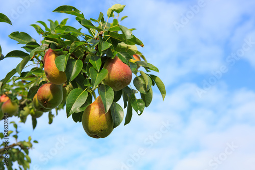 Branch with pears isolated on blue sky. Garden background.