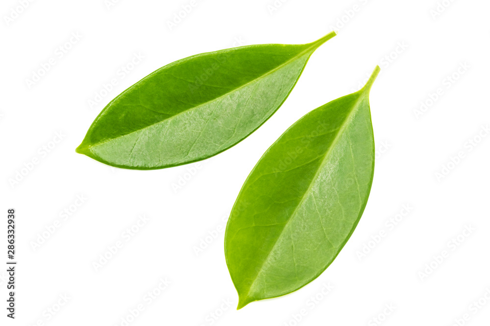 a group of beautiful wide leaves on white a group of beautiful wide leaves on white