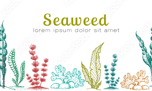 horizontal seamless seaweed banner. vintage background with engraved seaweeds, corals and reef. underwater natural hand drawn elements. Vintage seaweed collection. Wedding or ad template design
