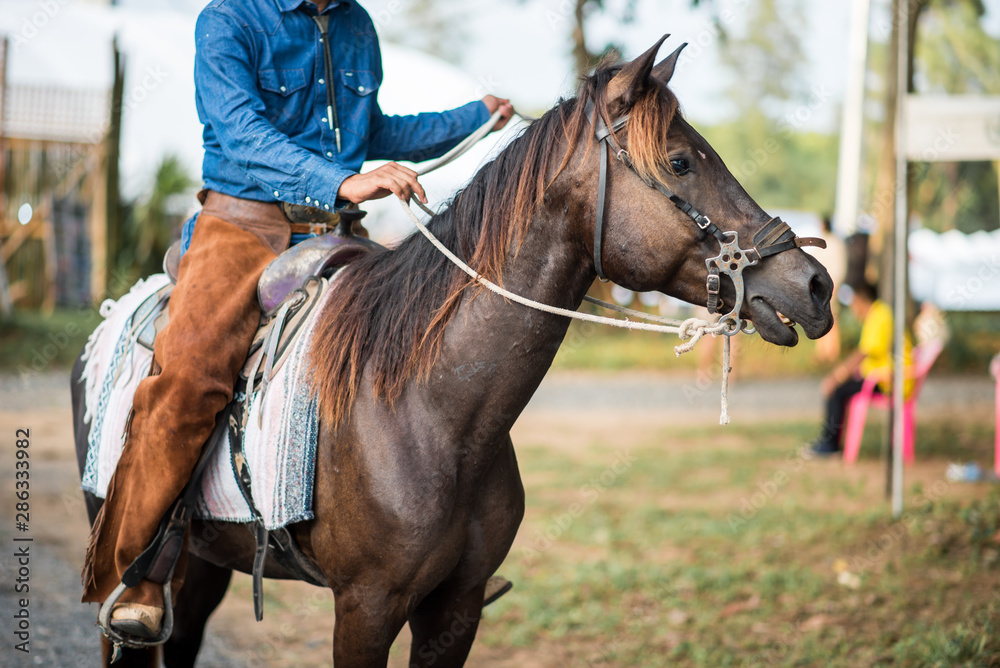 buffaloes horse and dwarf caw in the farm 