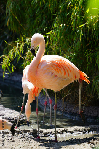 Pink flamingo birds standing on one leg
