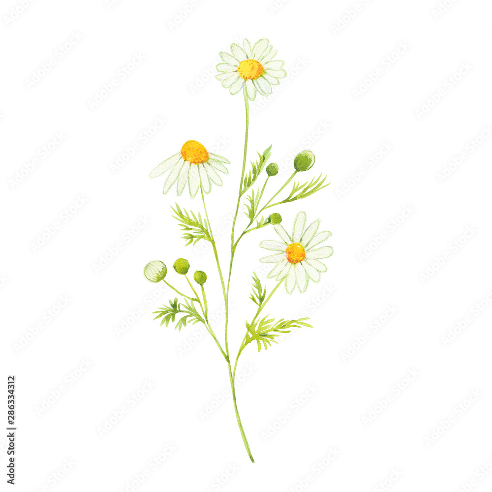 watercolor chamomile flowers