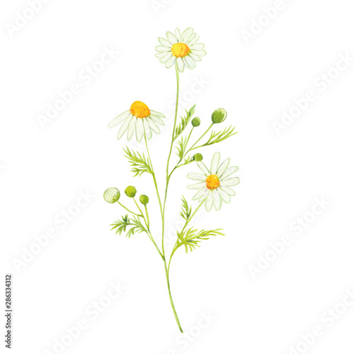 watercolor chamomile flowers photo