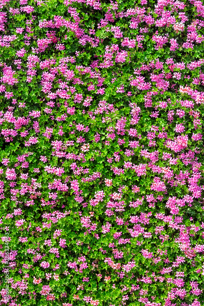 Naklejka premium perfect wall of flowers