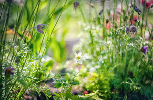 Wild flowers of the meadow anemones in nature. Natural summer background with wildflowers in the meadow in the morning sun close-up with soft selective focus.