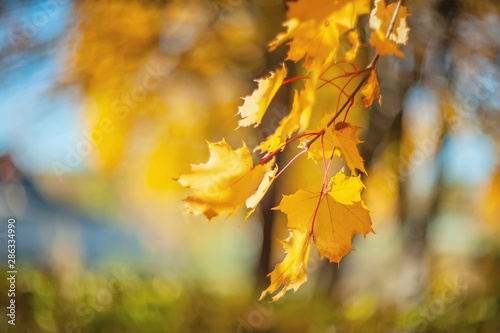 Yellow autumn colors of foliage. Branch with yellow leaves on a blurred background. Copy space. Background