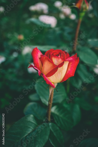 Beautiful rose of two colors white-red on a beautiful green background. Greeting card