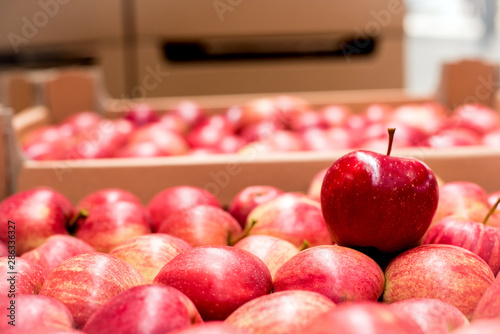 Red apple, which stands out among others. (Evrika, signal, alternative, solution, temptation, output, problem solving, pleasure, isolation, other, children-daunas, gender - concept) photo