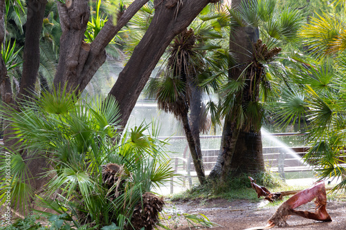 Sprinkler irrigation in an area of palm trees in a park early in the morning