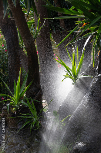 Sprinkler irrigation in an area of palm trees in a park early in the morning