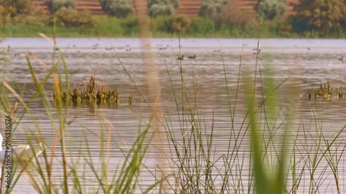 White muscovy duck swims in the waters of wild bird natural andalusian reserve in front of multiple aquatic species. Hybridization risk caused by introducting domestic species in natural ecosystems