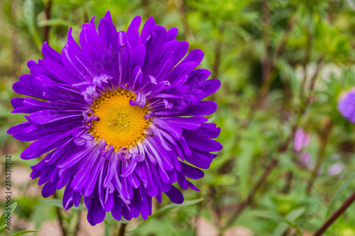 Asters flowers. Purples flower aster closeup. Soft focus. Copy space.