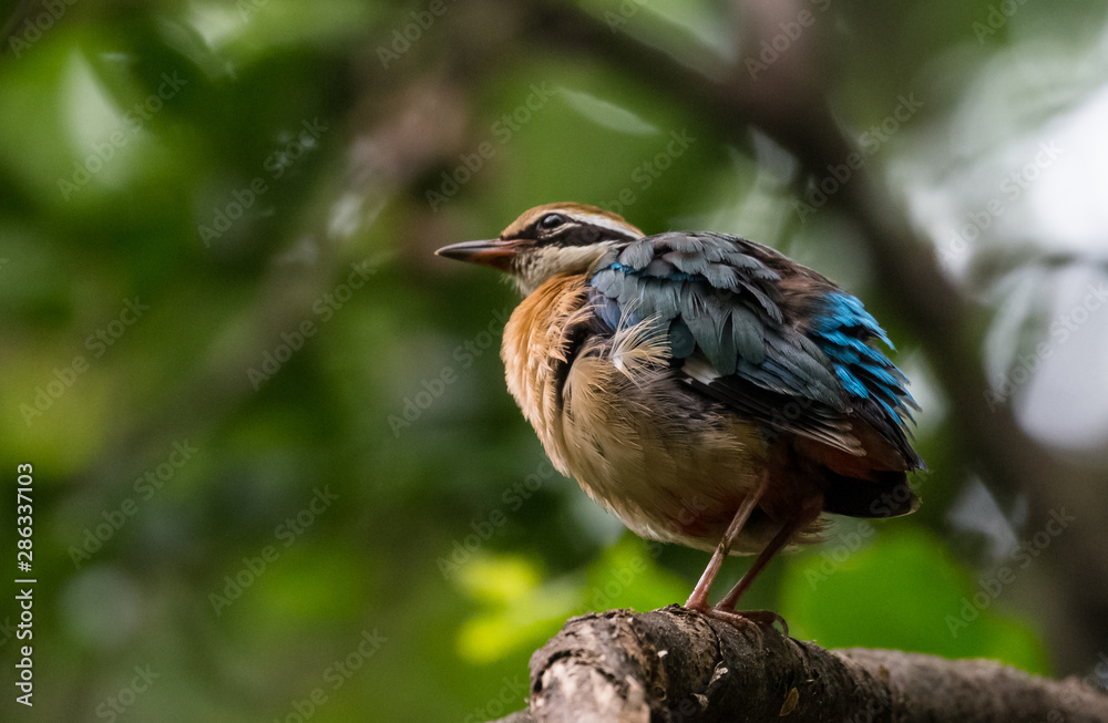 India Pitta bird sitting on the perch of tree with laving green background. The Bird have 9 different colors. India Pitta bird sitting on the perch of tree with laving green background. The Bird have 9 different colors.