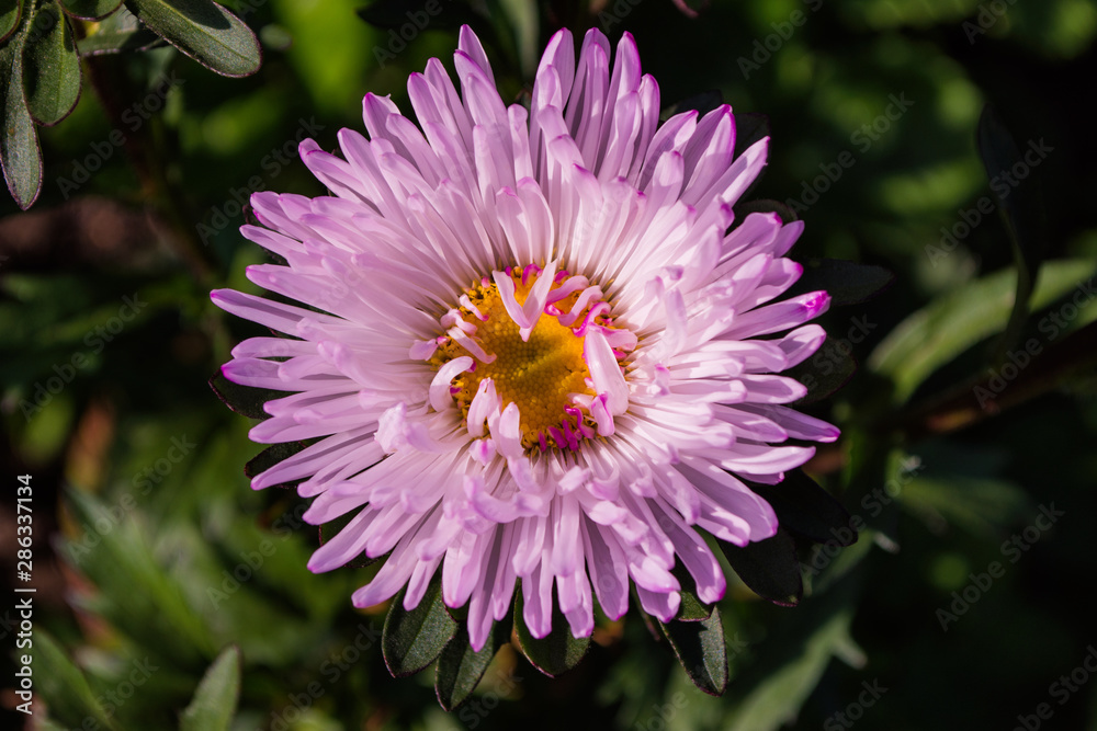 Fototapeta premium Asters flowers. Asters bloom in the garden. Flowers aster close up. Soft focus.