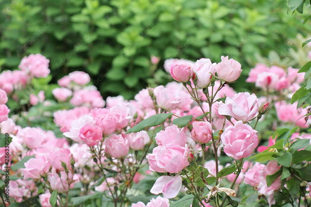Roses Roses