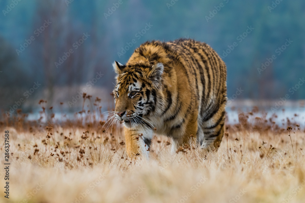 Obraz premium Siberian Tiger running. Beautiful, dynamic and powerful photo of this majestic animal. Set in environment typical for this amazing animal. Birches and meadows
