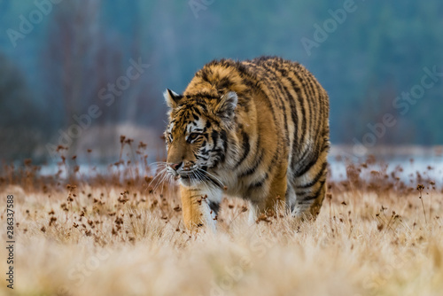 Siberian Tiger running. Beautiful, dynamic and powerful photo of this majestic animal. Set in environment typical for this amazing animal. Birches and meadows © vaclav