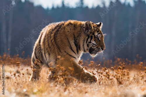 Siberian Tiger running. Beautiful  dynamic and powerful photo of this majestic animal. Set in environment typical for this amazing animal. Birches and meadows