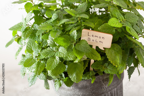 lemon balm (melissa) herb in flowerpot with name tag