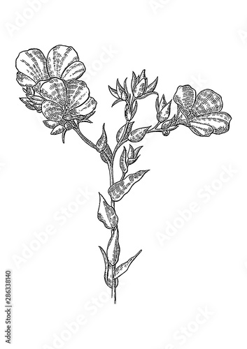 vector illustration of flowers linum