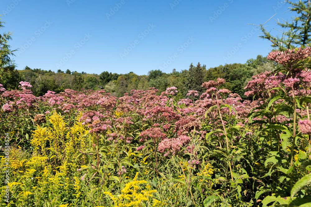 Pink Spotted Eupator and Solidago canadensis in wet field during summer