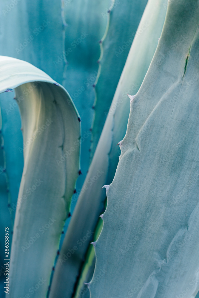 Aloe Vera cactus abstract background