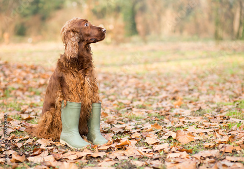 Cute irish setter pet dog sitting in the autumn leaves and wearing boots